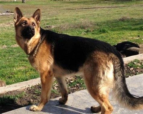To see all available information, click on the image call: AKC German Shepherd Puppies for Sale in Redding ...