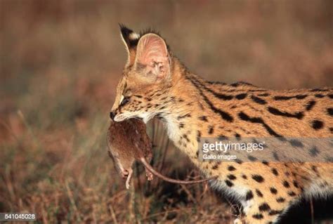 Cat Holding Mouse Photos And Premium High Res Pictures Getty Images
