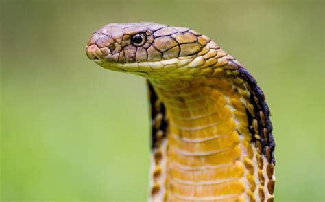 Cobra Reale Serpente Velenoso Più Lungo Al Mondo A Perugia