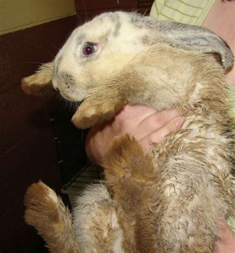 A Dozen Dead Rabbits Found In Trumbull Park