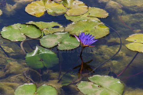 Water Lilies Stock Photo Image Of Park Leaves Flowers 73182746