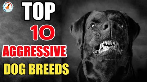 10 Aggressive Dog Breeds Aggressive Dog Breeds Youtube