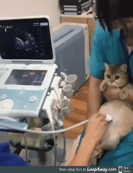 Kitty Getting An Ultrasound In 2020 Cats And Kittens