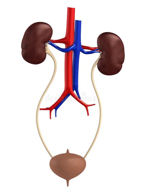 Urinary System Female Stock Illustrations 1287 Urinary System Female
