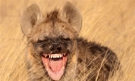 Natures Laughter Riot The Spotted Hyena Saevus