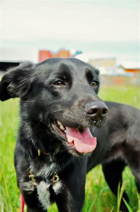 Adopted 6132012 Introducing The Lovely Daisy She Is A Black Female