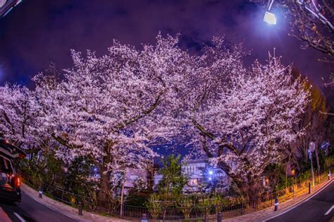 Cherry Blossoms Of Inokashira Park Stock Image Image Of Nature Pond