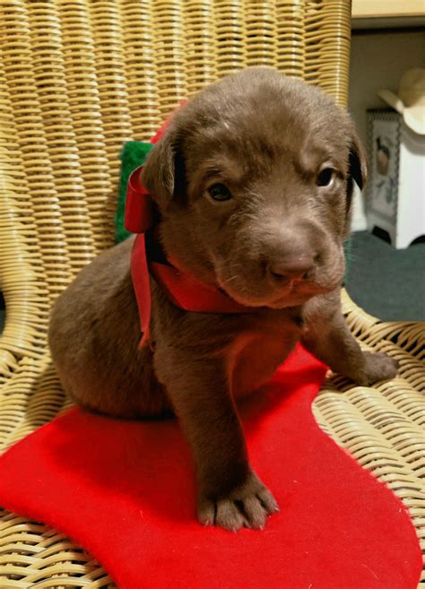 Lab Puppy For Christmas 😍😍 Lab Puppy Working Dogs Puppies