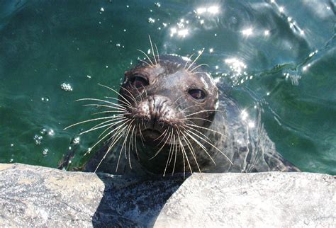 The Different Types Of Seals Tynemouth Aquarium