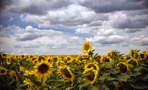 Field Of Sunflowers Under A Blue Sky In The Clouds Stock Photo Image