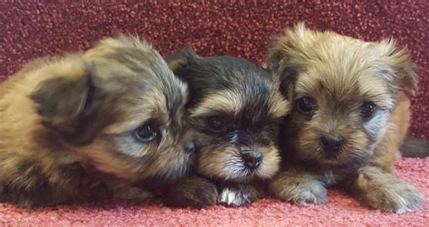 See more ideas about shorkie puppies, puppies, dogs. Shorkie Puppies For Sale | Roswell, GA #133917 | Petzlover
