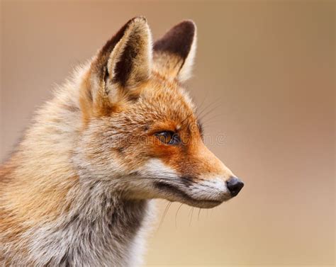 583 Fox Side View Photos Free And Royalty Free Stock Photos From Dreamstime