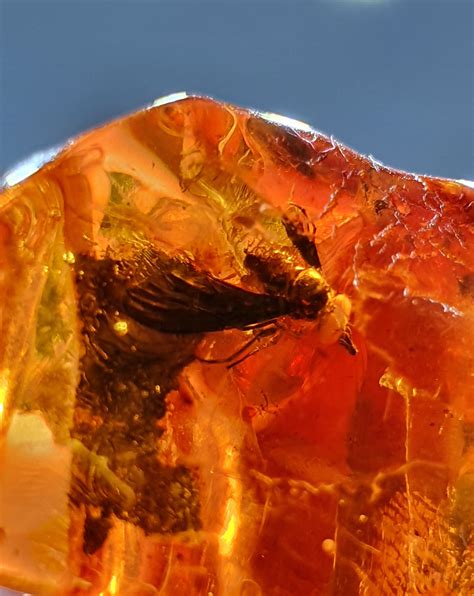 4 G Amber With Insect Inside Amber Inclusion Amber Fossil Etsy