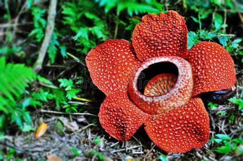 Rafflesia Flower Mount Kinabalu Stock Images Stock Photos Planting