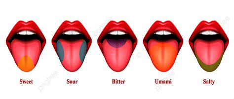 Tongue Taste Areas Realistic Vector Illustration With Five Basic