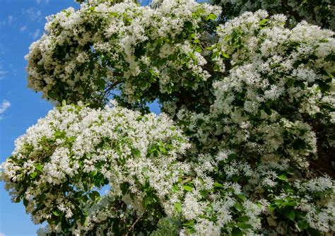 14 Trees With White Flowers To Brighten Your Yard 2022