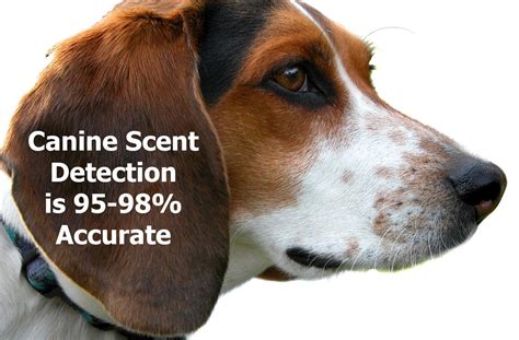Moths, beetles, weevils, and worms — knowing where to find and how to eliminate the source of infestation is the only way to achieve permanent control. The Best Way to Detect Bed Bugs - Pronto Pest
