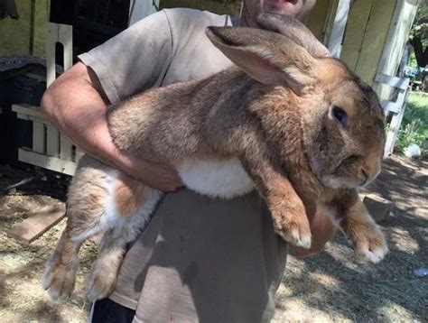 Insane Photos That Show The True Scale Of Things Giant Rabbit Flemish Giant Rabbit Flemish Giant