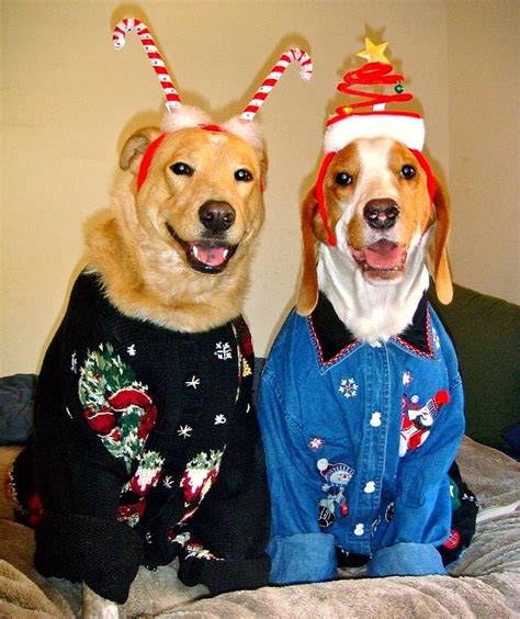 Dogs Who Are Thrilled With Their Christmas Sweaters Life With Dogs