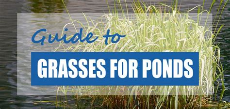 8 Best Grasses To Plant Around Ponds Top Picks Pond Informer