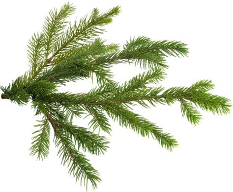 Pine Christmas Tree Branch Christmas Tree Png Download 600497