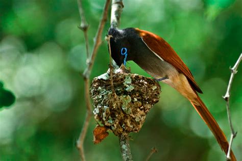 wild facts sabi sabi private game reserve african paradise flycatcher