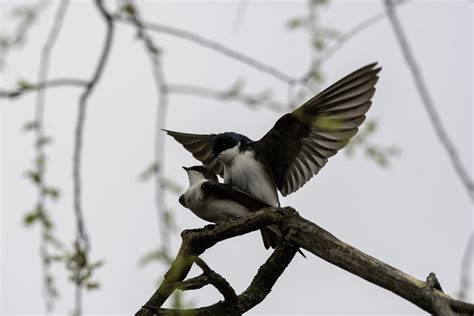 Tree Swallow Mating Phil Varnhagen Flickr