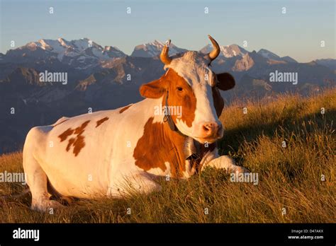 Domestic Cattle Bos Primigenius Bos Taurus Brown And White Cow