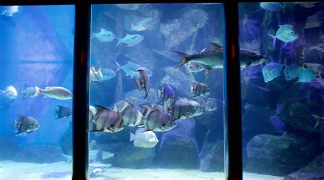 Virginia Aquarium And Marine Science Center In Dam Neck Tours And