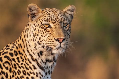 African Leopard Stalks Down A Tree Leopard Photography Prints