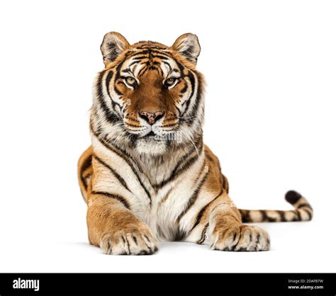 Tiger Lying Down Staring At The Camera Isolated On White Stock Photo