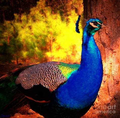 Forest Peacock Photograph Forest Peacock Fine Art Print Peacock