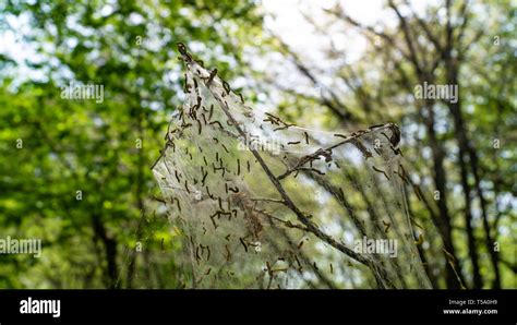 Cankerworm Larva Silk Gypsy Moth Caterpillars Covering Woodland Trees Stock Photo Alamy