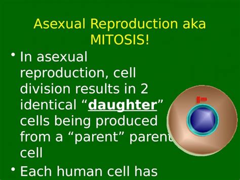 Ppt Asexual Reproduction Aka Mitosis In Asexual Reproduction Cell