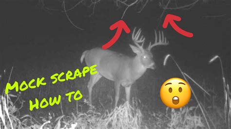 Attract Big Buckssimple Mock Scrape How To Buck Comes In While