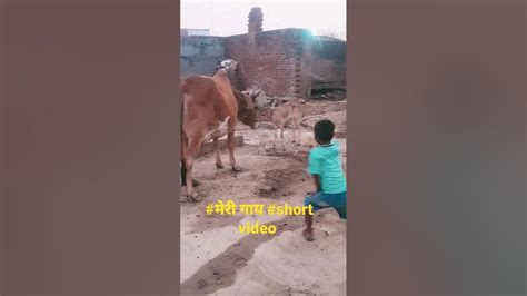 गाय हमारी माता हैं Youtube