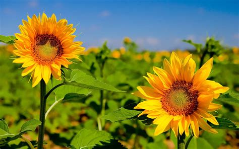 Hd Wallpapers Sunflower Beautiful Wallpapers