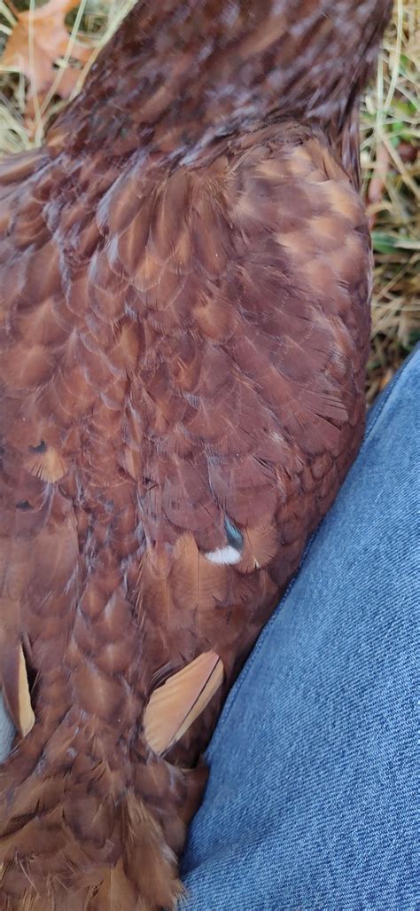 Anyone use TSC's DuMor chicken feed and have low egg count recently