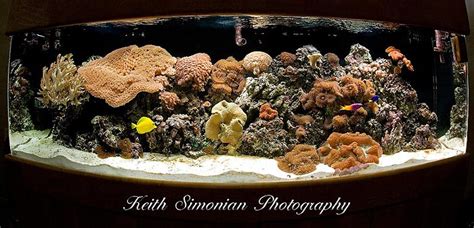 150 Gallon Salt Water Reef Tank Keith Simonian Photography