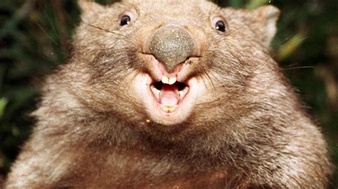 Wombats Are Cute And Cuddly But This One Just Left A Woman In Hospital