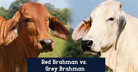 Grey Brahman Vs Red Brahman Br Cutrer Inc