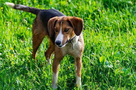 Harrier Dog Breed Characteristics And Care