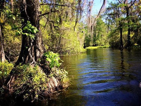 465 wakulla park drive wakulla springs fl 32327. Hunting for Manatees in Wakulla Springs State Park Florida