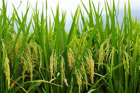 Rice Paddy In Summer By Stocksy Contributor Bo Bo Stocksy