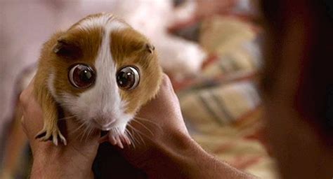 I recommend bedtime stories to any disney fans and also to anyone who'd enjoy adam sandler's movies, minus the sexual and dirty jokes. Bedtime Stories film Bugsy the Guinea Pig