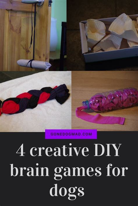 4 Creative Diy Brain Games For Dogs 5 Minutes To Make Brain Games