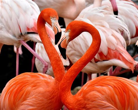 Download Wallpaper 1280x1024 Flamingos Birds Colorful Feathers Standard 54 Hd Background