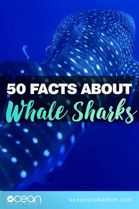 50 Facts About Whale Sharks Shark Facts Whale Facts Whale Shark Facts