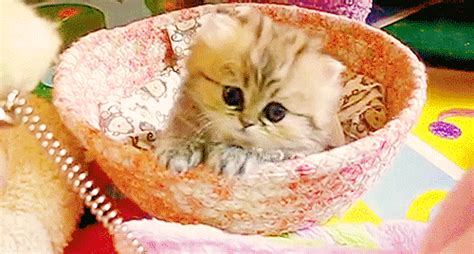 The Cutest Cat Gifs Ever