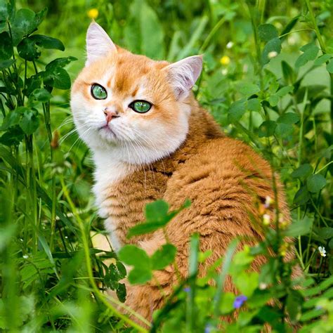 British Shorthair Cat Breed Information And Characteristics Daily Paws